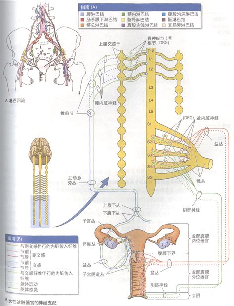 女人性器官|女性生殖系统概述